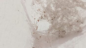 A snowboarder is going down a snowy hill