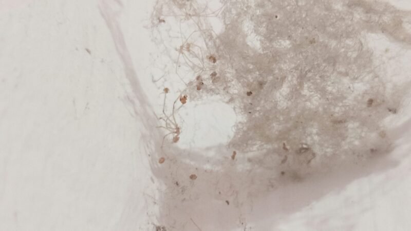 7 Cách Bảo Quản Ghế Bố Chống Mốc 1 A snowboarder is going down a snowy hill